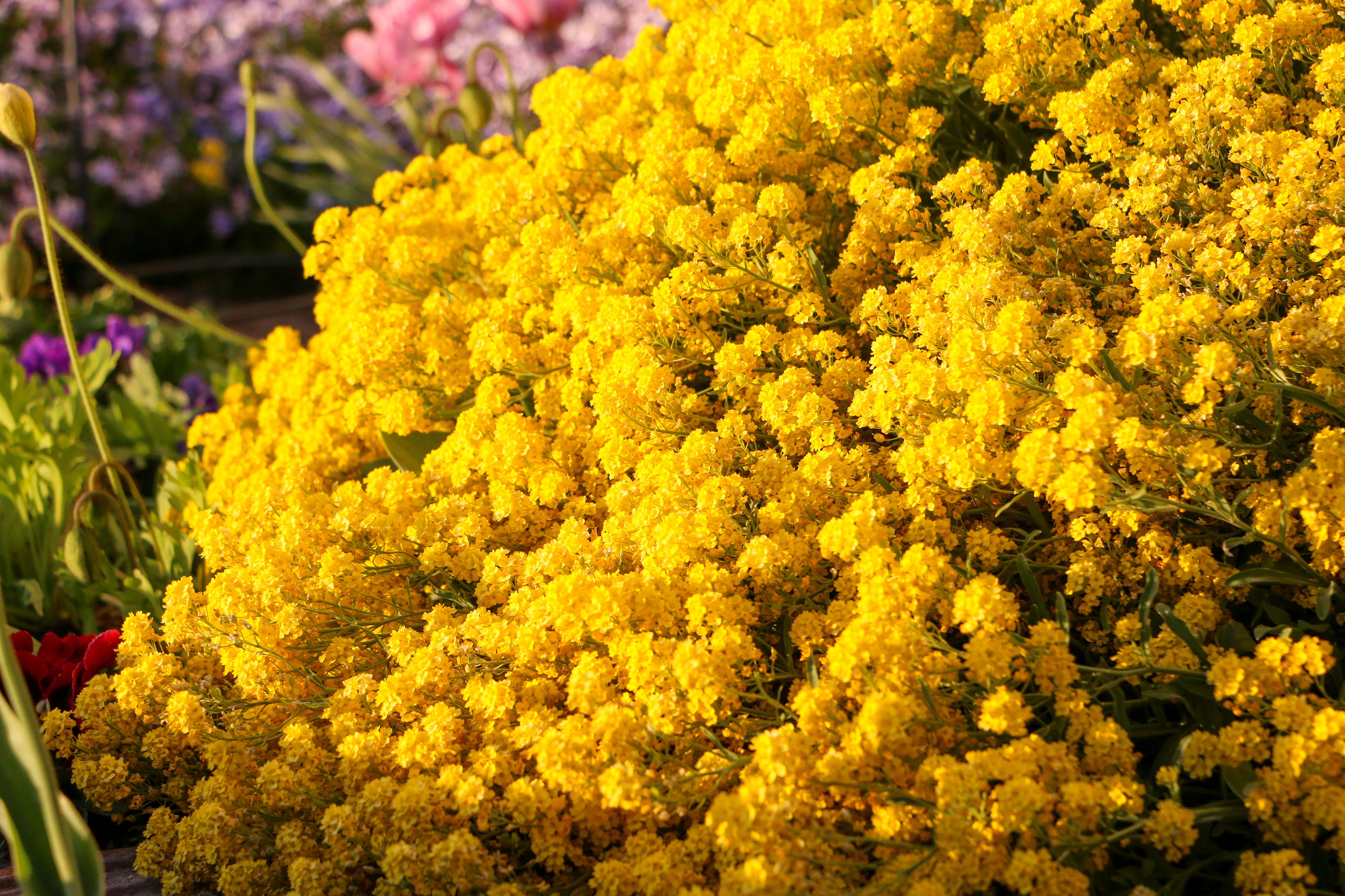 floral_1