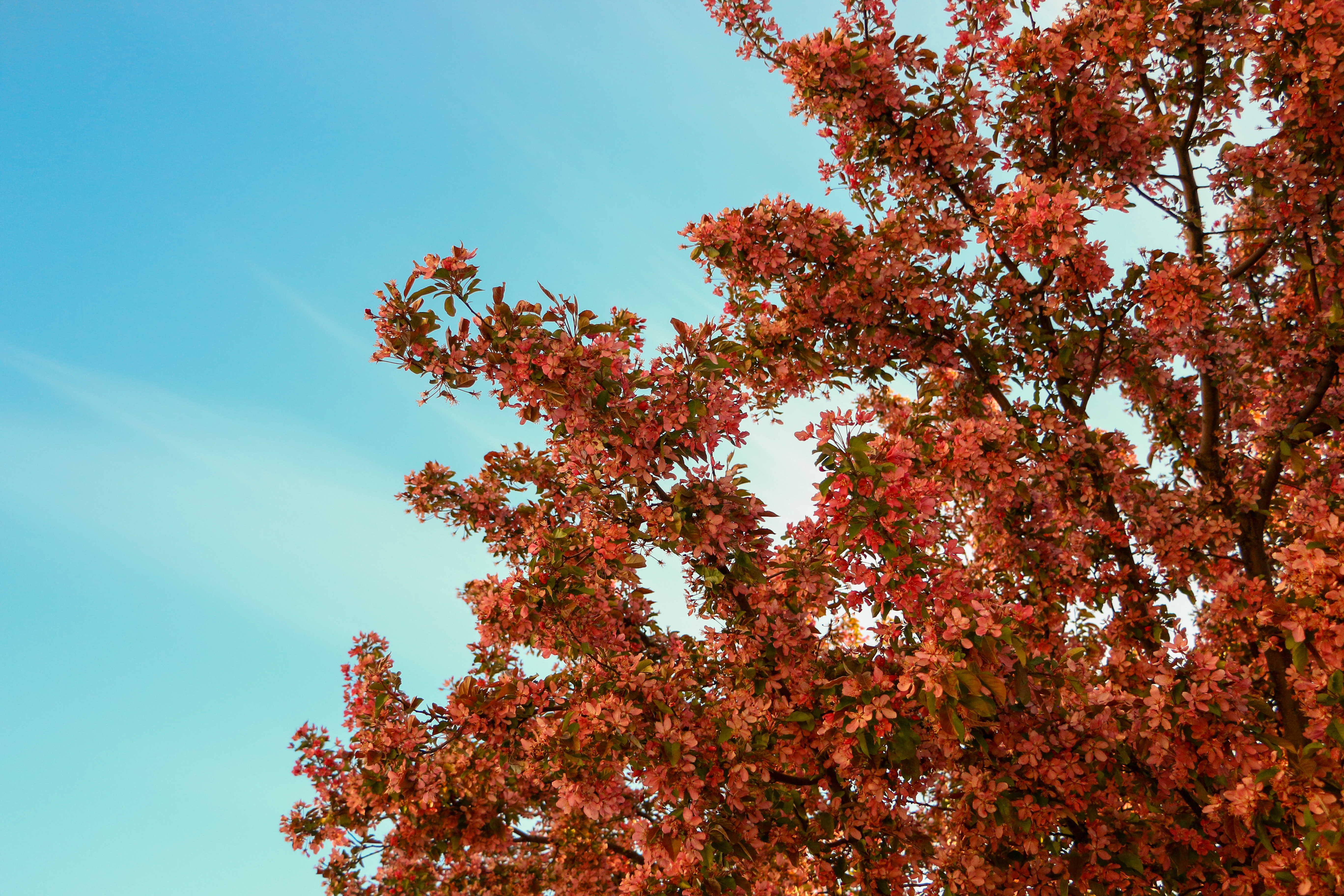 floral_2