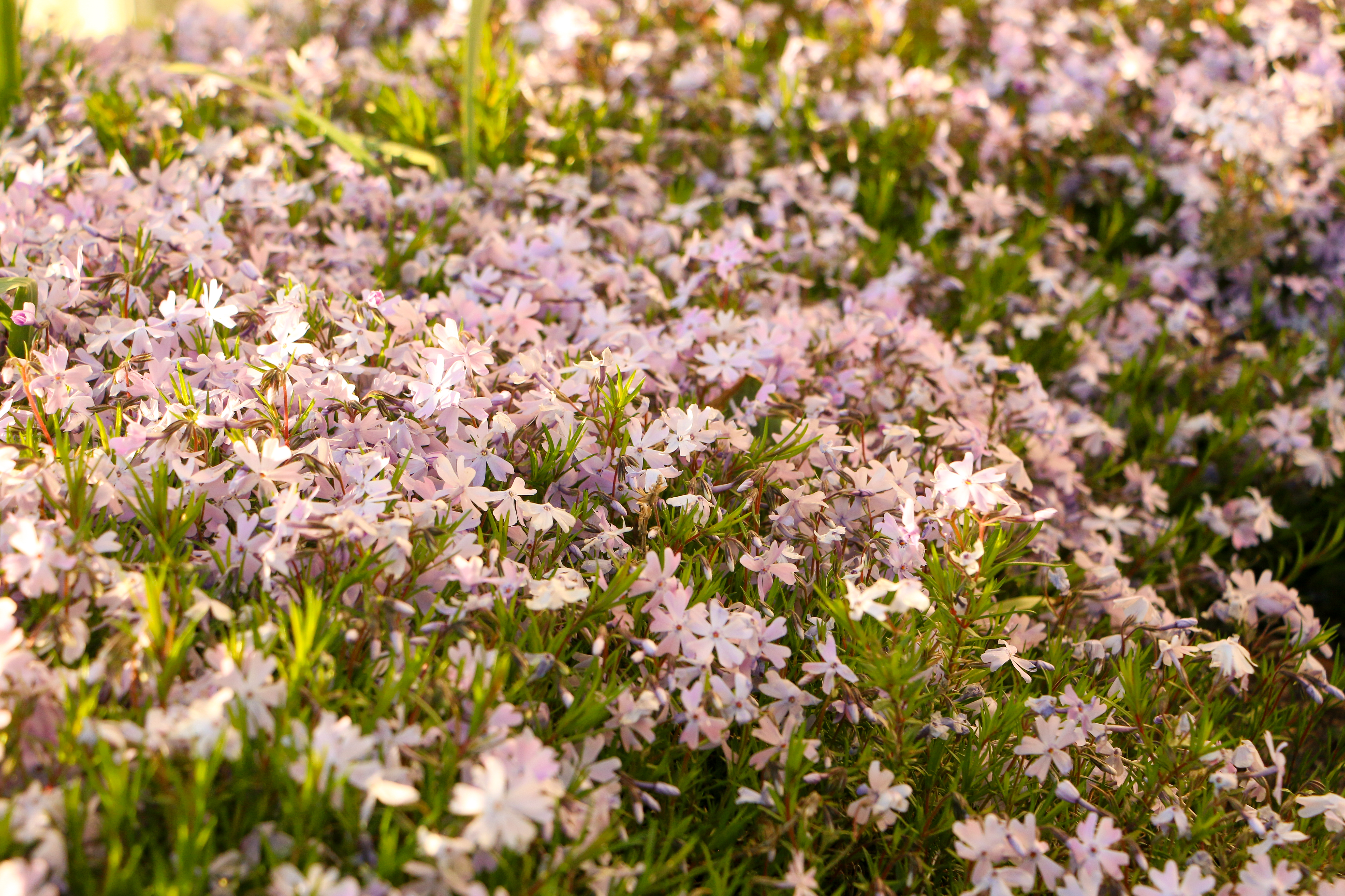 floral_3