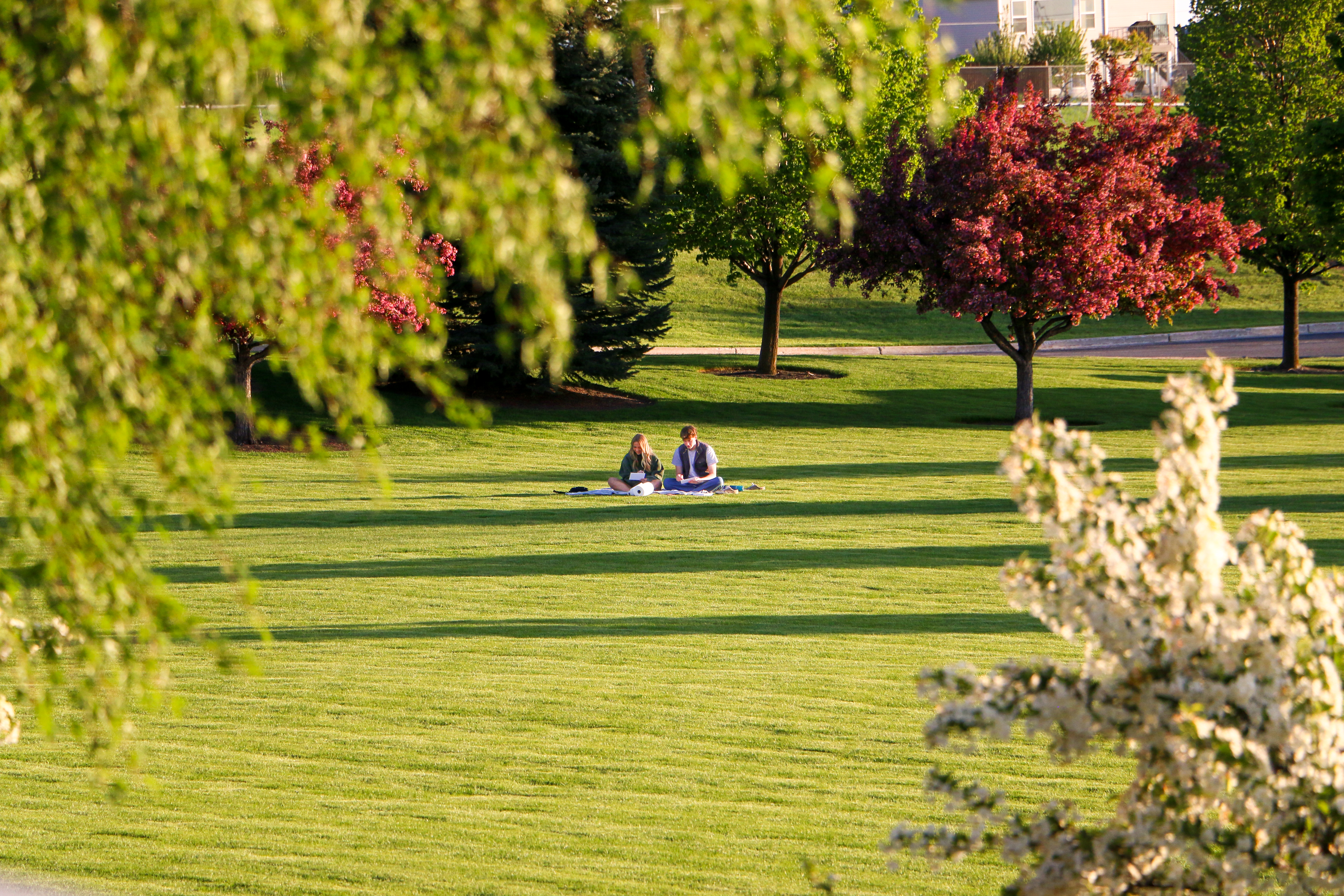 grassy_1